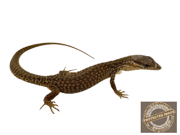 Varanus acanthurus